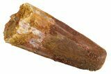 Bargain, Juvenile Fossil Spinosaurus Tooth - Feeding Worn Tip #345891-1